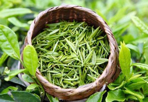 蒸青綠茶的制作方法